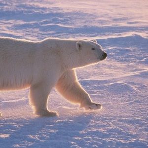 Meet your Posher, Robby